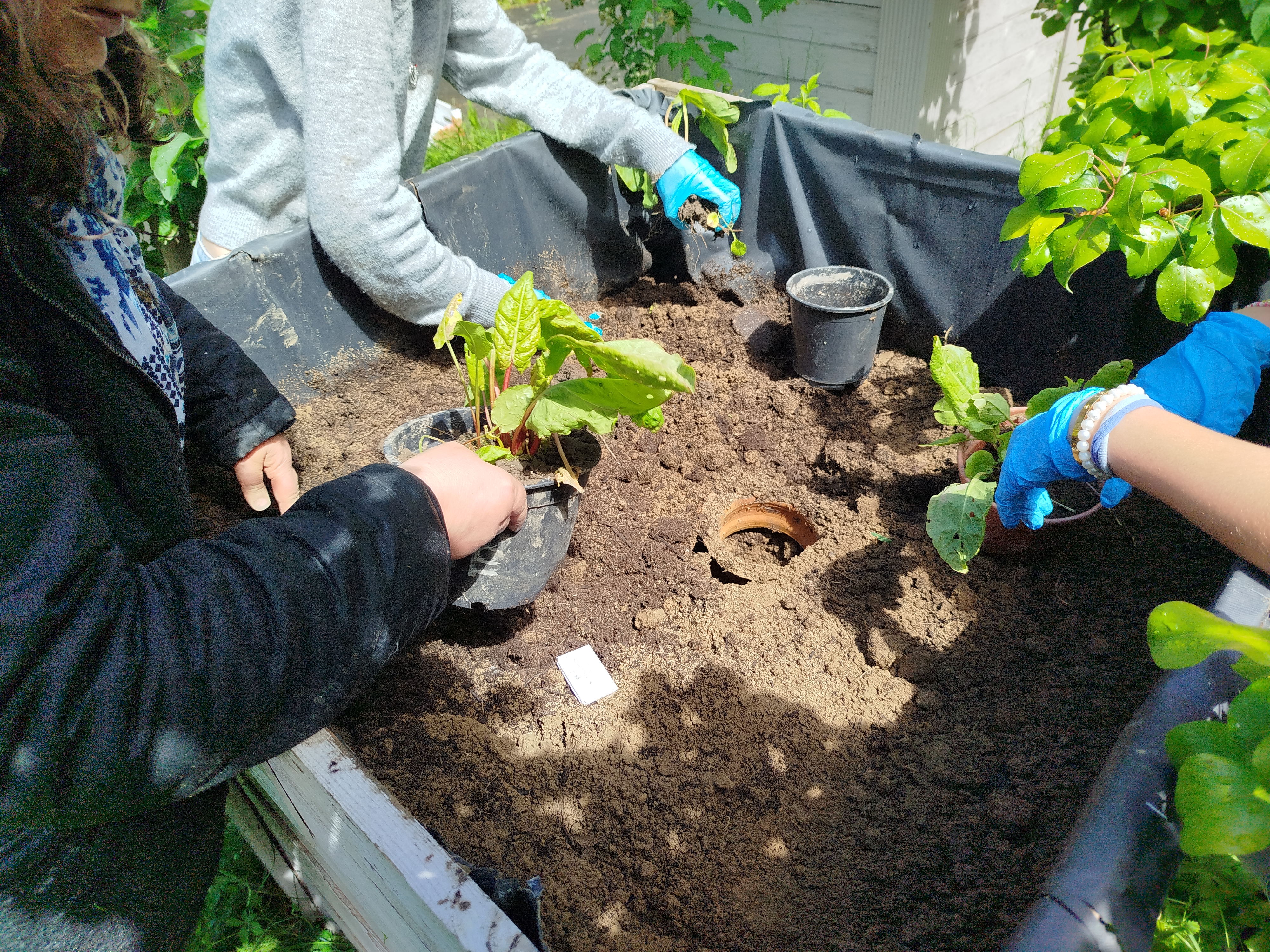 Plantation dans les bacs · 18 mai 2026